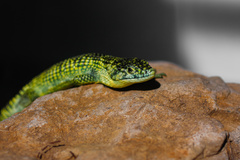 Abronia taeniata
