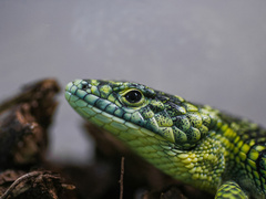 Abronia taeniata