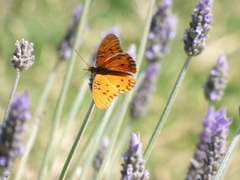 Dione vanillae