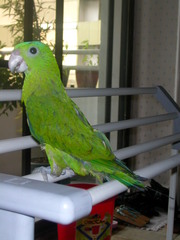 Blue-Crowned Racket-Tail photo 3
