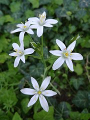 Ornithogalum umbellatum