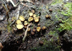Podophacidium xanthomelum