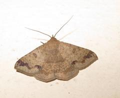 Ericeia congressa