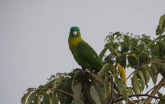 Yellow-Breasted Racket-Tail photo 4