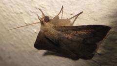 Ericeia congressa
