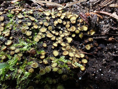 Podophacidium xanthomelum