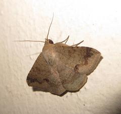Ericeia congressa
