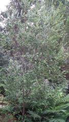 Penaea cneorum gigantea