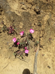 Oenothera deserticola