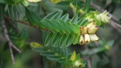 Penaea cneorum gigantea
