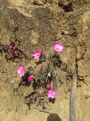 Oenothera deserticola