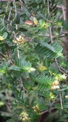 Penaea cneorum gigantea
