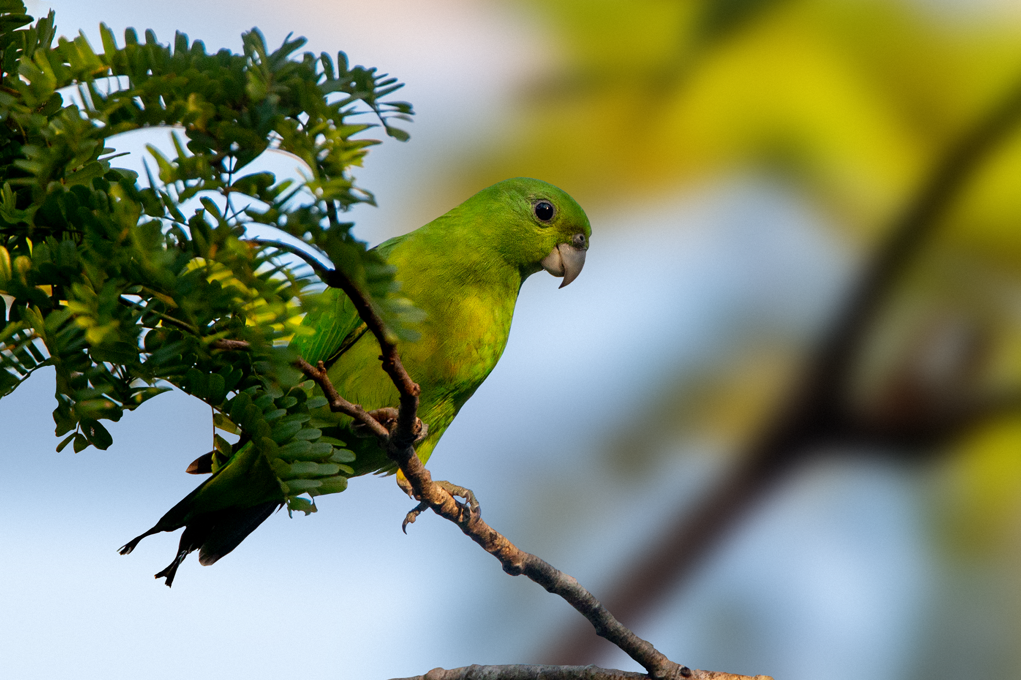 Green Racquet-tail illustration