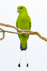 Green Racket-Tail photo 2