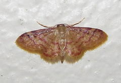 Idaea sublimbaria