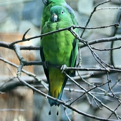 Buru Racket-Tail photo 3
