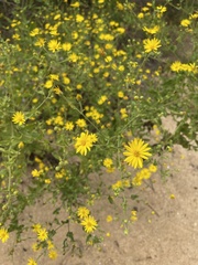 Chrysopsis gossypina