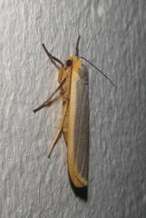 Sozusa scutellata