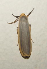 Sozusa scutellata