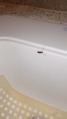 Eurysthea cribripennis
