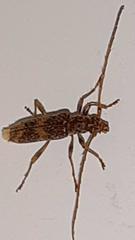 Eurysthea cribripennis