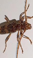 Eurysthea cribripennis