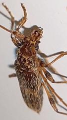 Eurysthea cribripennis