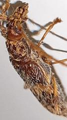 Eurysthea cribripennis