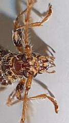 Eurysthea cribripennis
