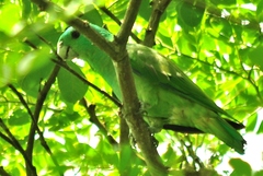 Blue-Headed Racket-Tail photo 1