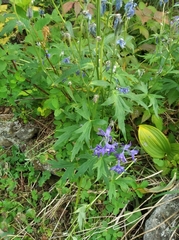 Delphinium brachycentrum