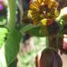 Schizoglossum hamatum - Photo (c) Lize van der Merwe, algunos derechos reservados (CC BY-NC-ND), subido por Lize van der Merwe