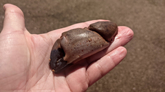 Romaleon antennarium