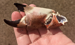 Romaleon antennarium