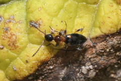 Anthelephila pedestris