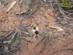 Caladenia septuosa