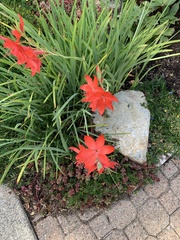 Hesperantha coccinea