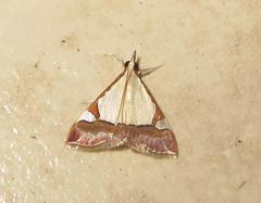 Viettessa margaritalis