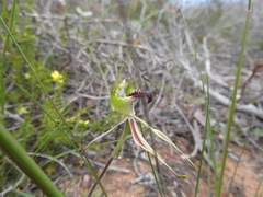 Caladenia septuosa