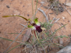 Caladenia septuosa