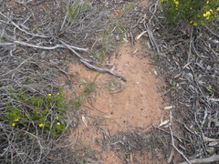 Caladenia septuosa