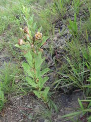 Pachycarpus dealbatus