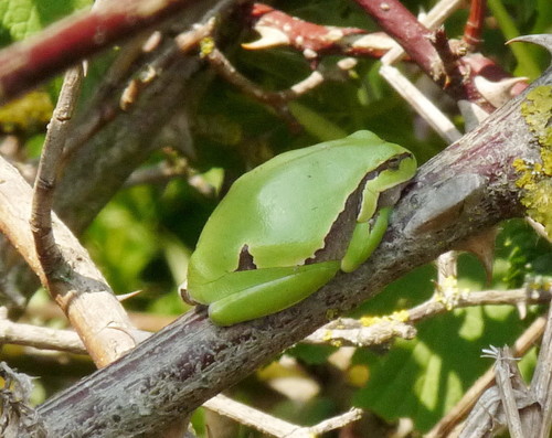 European Tree Frog, Zuid-Holland, NL, photo 10 of 10