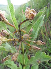 Pachycarpus dealbatus