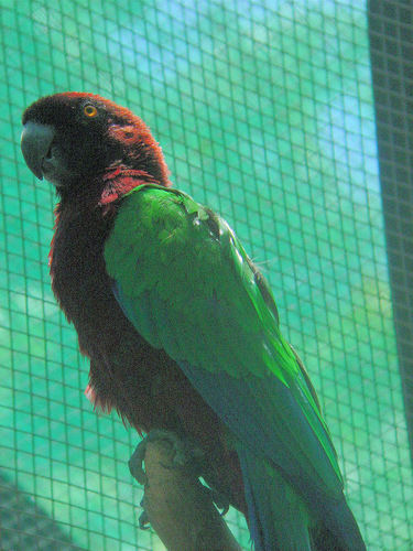 Crimson Shining-parrot