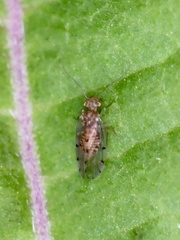 Ectopsocus petersi