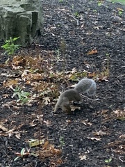 Sciurus carolinensis