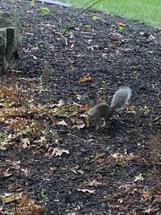 Sciurus carolinensis