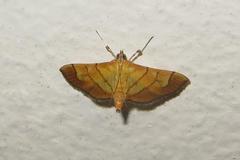 Orphanostigma haemorrhoidalis