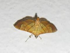 Orphanostigma haemorrhoidalis